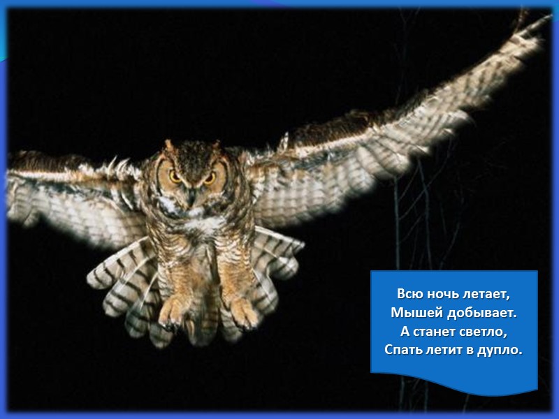 Всю ночь летает,  Мышей добывает. А станет светло, Спать летит в дупло.